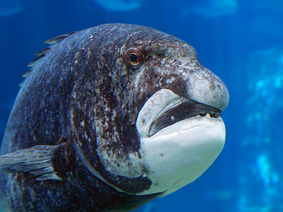 black musselcracker (cymatoceps_nasutus).jpg