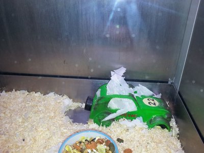 Blooms Garden Centre - Hamster Bed 28-10-12.jpg
